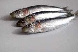 青魚イワシ