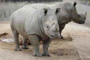 シロサイの小型