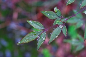 梅雨