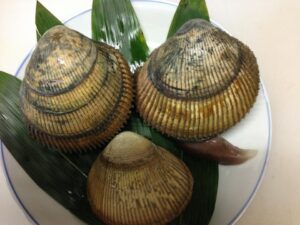 宮津湾天然とり貝
