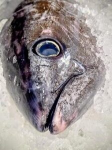 よこわ
