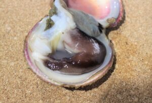 宮津湾天然とり貝