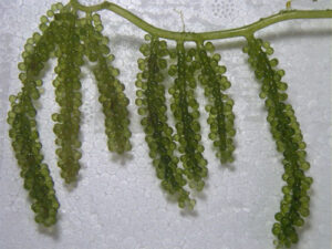 海ぶどう　茎