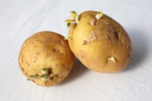 新じゃが　芽
