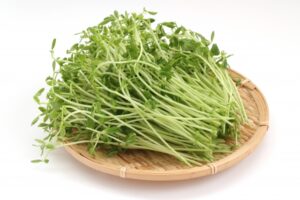 豆苗
