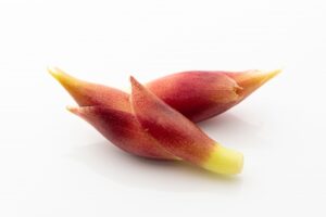 みょうが・梅