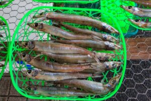 沖ギス　干物