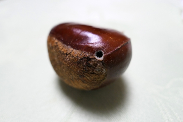 栗の虫の穴