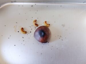 栗虫