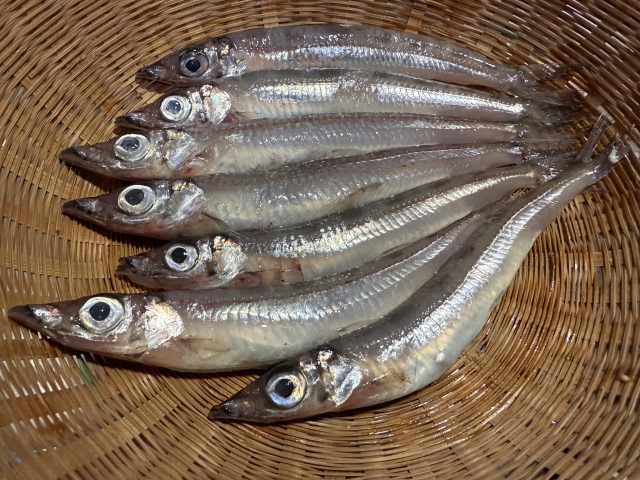 沖ギス