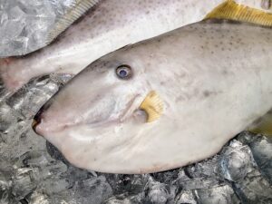 ウマヅラハギ