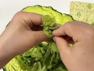 手でちぎる