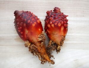 ほや