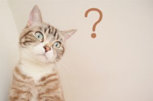 ？