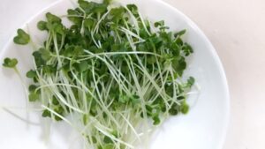 かいわれ大根