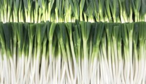 長ねぎ 大量